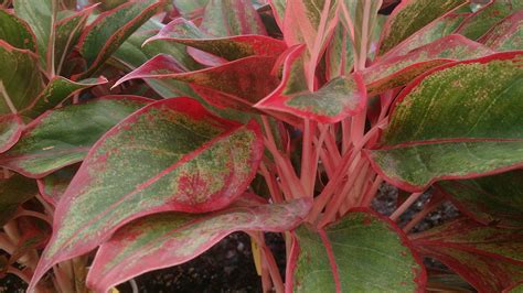 How to Care for Chinese Evergreen - Houseplant Resource Center