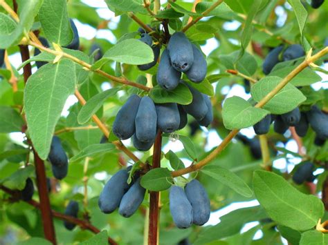 Honeyberry/Lonicera caerulea kamchatika/ Blue Honeysuckle 1-2ft Tall In ...