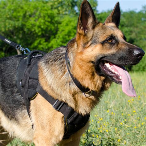 The Best Dog Harness for German Shepherd Puppy and Big Dog - £64.99