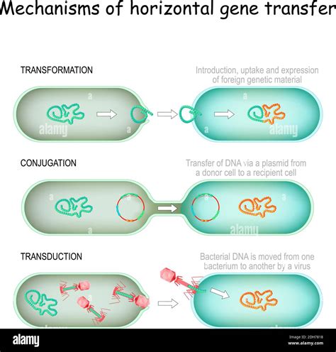 Mécanismes de transfert génétique horizontal conjugaison (transfert d ...