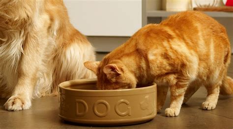 Is it safe for dogs to eat cats' food and cats to eat dogs' food?