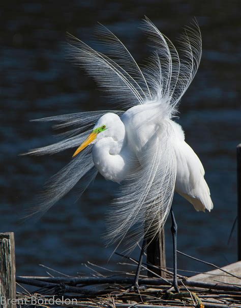 Great Egret Breeding Plumage Photograph by Brent Bordelon | Fine Art ...