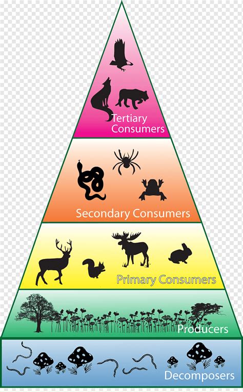 Temperate Deciduous Forest Energy Pyramid