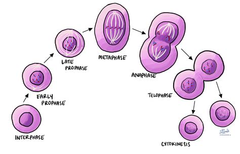 Mitosis Process And Different Stages Of Mitosis In Cell Division ...