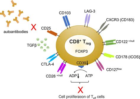 CD8+ T regulatory cells in lupus