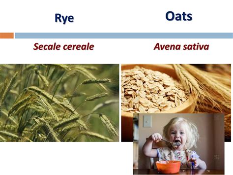 Agronomic Crops Classification - Agriculture | PPT | Free Download