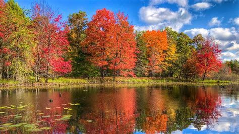 When will fall colors peak in West Michigan? | WOODTV.com