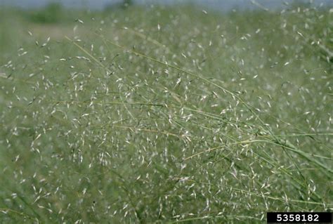 switchgrass (Panicum virgatum)