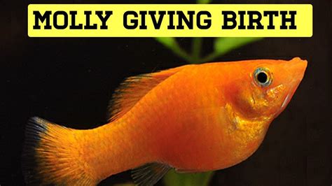 MOLLY BALLON FISH BREEDING In My community TANK | Orange molly fish ...