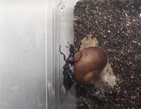 Snail defends itself by whacking predators with its shell - CNET