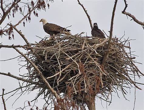 eagles nest | Alan | Flickr