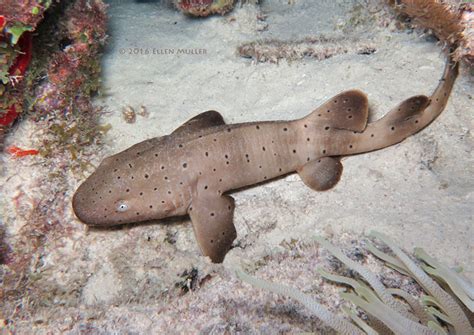 Baby Nurse Shark photo - Ellen Muller photos at pbase.com