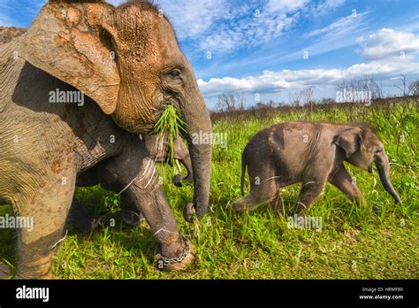 Sumatran elephant grazing hi-res stock photography and images - Alamy