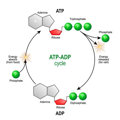 Apical bud Definition and Examples - Biology Online Dictionary