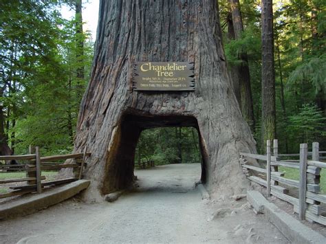 Wallpapers Unlimited: Redwood National Park, California