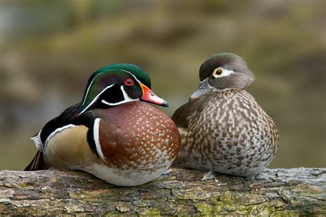 Wood Duck - Facts, Habitat, Diet, Call, Migration and Pictures