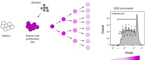 T Cell Proliferation Assay Protocol - Astral Projection