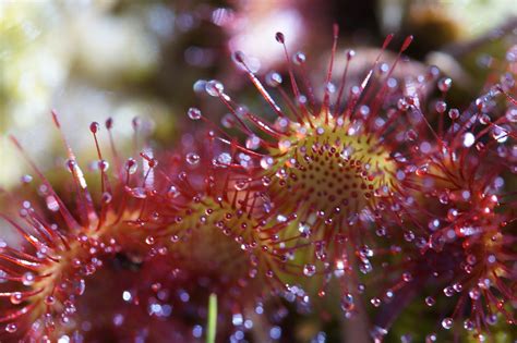 Sundew Carnivorous Plant - Free photo on Pixabay - Pixabay