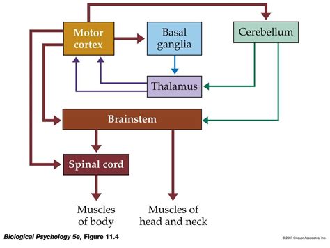 Pyramidal vs Extrapyramidal | Flashcards, Exam, Neuroscience