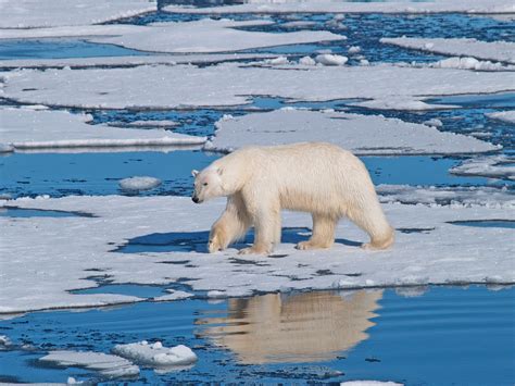 Polar bears across the Arctic are facing much shorter sea ice seasons ...