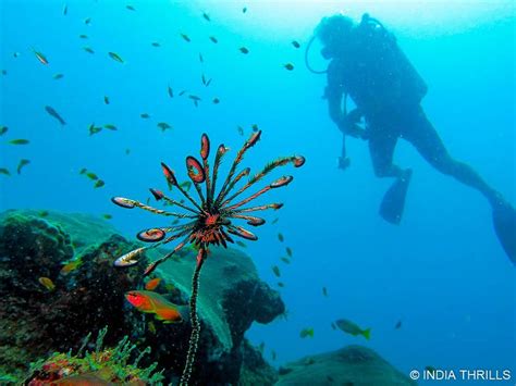 Scuba Diving In Neil Island - India Thrills