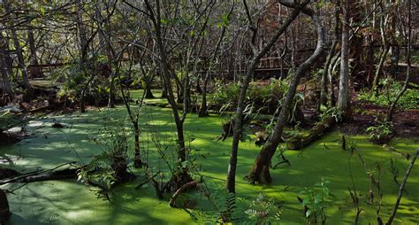 Florida Swamp Scenery 2017 by Matthew-Beziat on DeviantArt