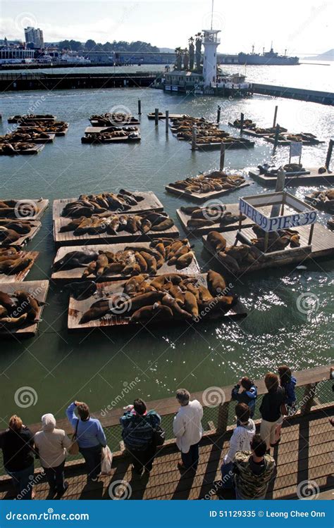 Sea Lions at Pier 39, San Francisco, USA Editorial Image - Image of ...