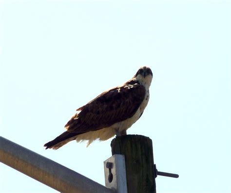 Osprey | Bald eagle, Animals, Birds