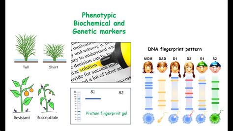 Epidemiological Markers- Phenotypic and Genetic Markers