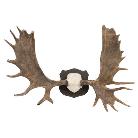 Moose Antlers 55" - Taxidermy Mounts for Sale and Taxidermy Trophies ...