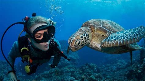 Guided Dives on the Great Barrier Reef for Certified Divers from 155 A ...