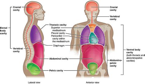 Dorsal and Ventral Body Cavities