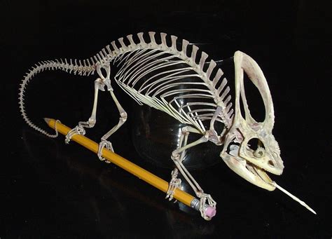 the skeleton of a veiled chameleon clasping a wooden pencil, as if it ...