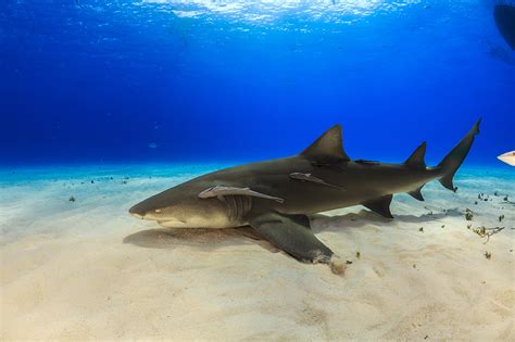 Everything You Need to Know About Shark Diving | Diviac Magazine