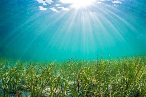 Some Good News: Seagrass Restored to Eastern Shore Bays Is Flourishing ...