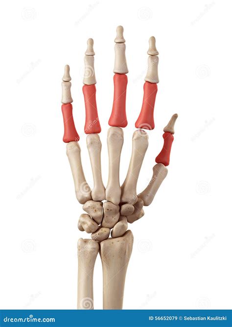 The proximal phalanx bones stock illustration. Illustration of proximal ...