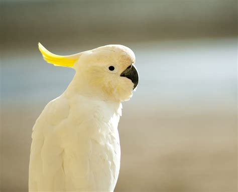 cockatoo, Parrot, Bird, Tropical, 41 Wallpapers HD / Desktop and Mobile ...