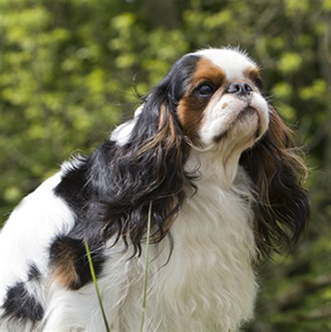 Are There Two Types Of King Charles Spaniel