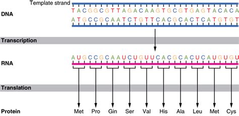 Protein Synthesis · Anatomy and Physiology