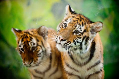 Cubs. | Siberian Tiger cubs. Believe they were staring at a … | Flickr