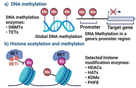 Cells | Free Full-Text | The Relevance of DNA Methylation and Histone ...