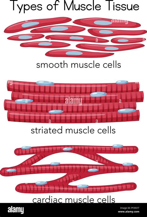 Striated muscle hi-res stock photography and images - Alamy