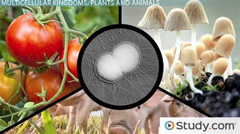 Are All Organisms Made Of Cells? Exploring The Cellular Basis Of Life ...