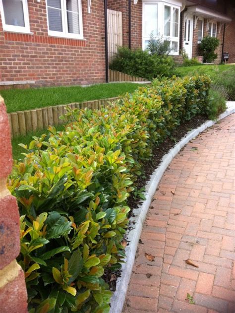 Cherry Laurel Hedge | Houzz