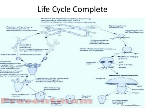 Life Cycle Of Mucor