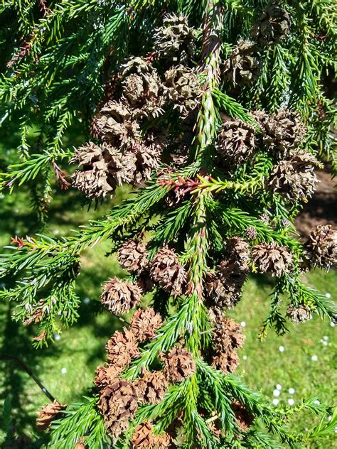 Cryptomeria japonica | Threatened Conifers of the World (en-GB)