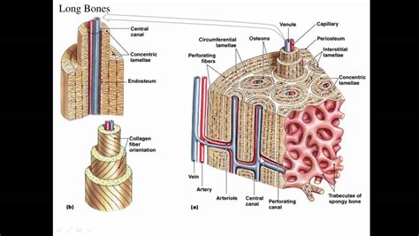 Structure of spongy bone