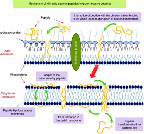 Bacterial Cell Membrane