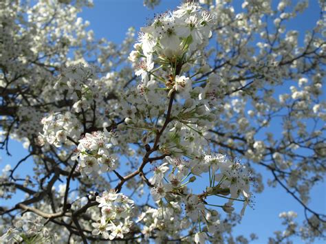 bradford pear tree fruit edible - Newton Yang