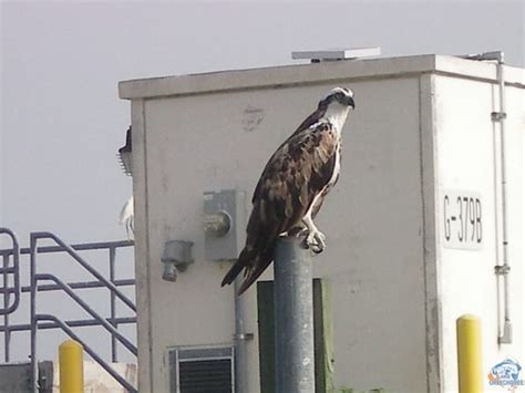 Lake Okeechobee Wildlife Pictures & Sightseeing